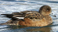 Canard siffleur