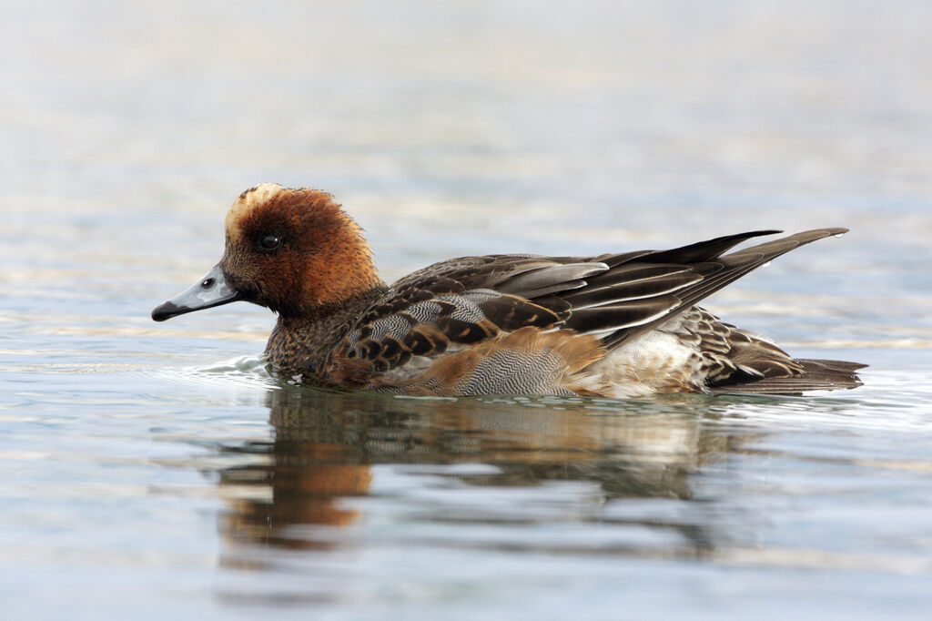 Canard siffleur mâle