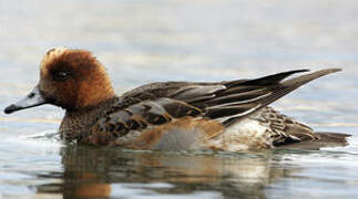 Canard siffleur