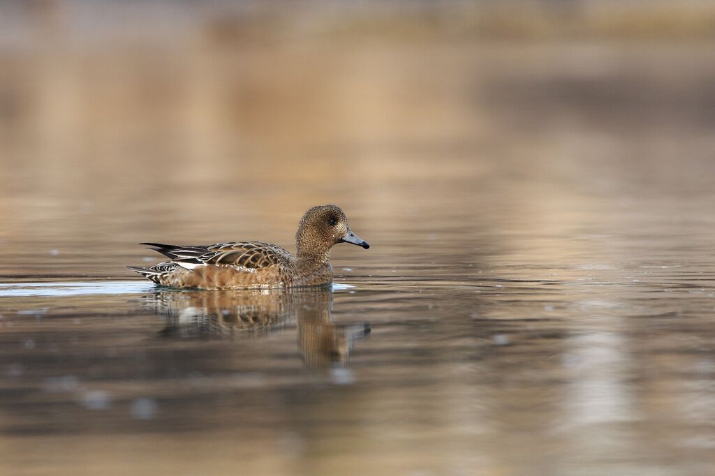 Canard siffleur