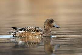 Eurasian Wigeon