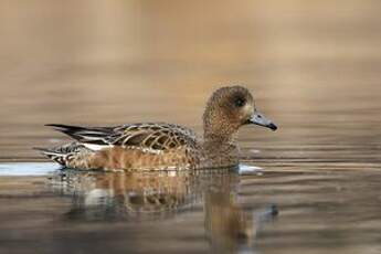 Canard siffleur