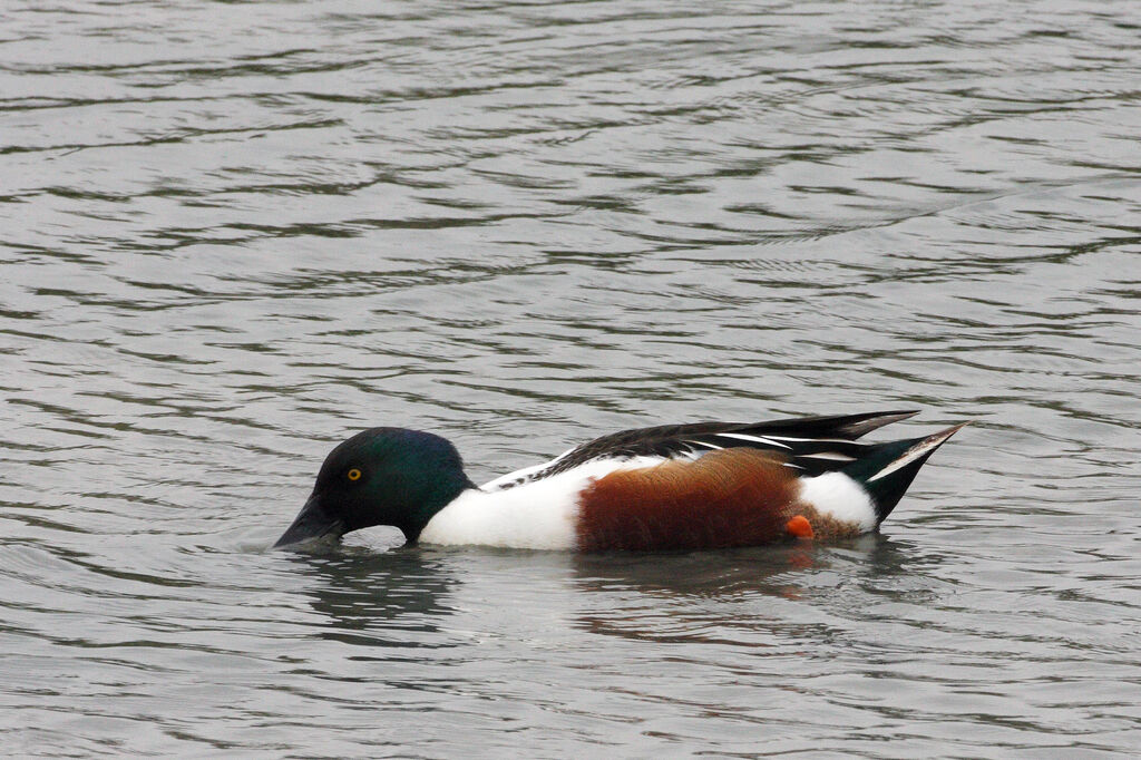 Canard souchet mâle adulte nuptial