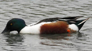 Canard souchet