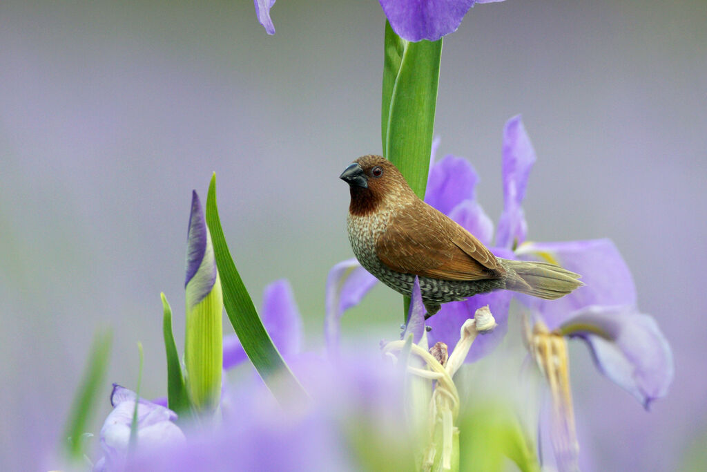 Scaly-breasted Munia