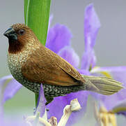 Scaly-breasted Munia