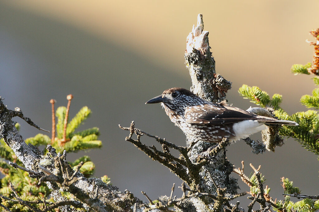 Spotted Nutcracker