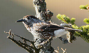 Spotted Nutcracker