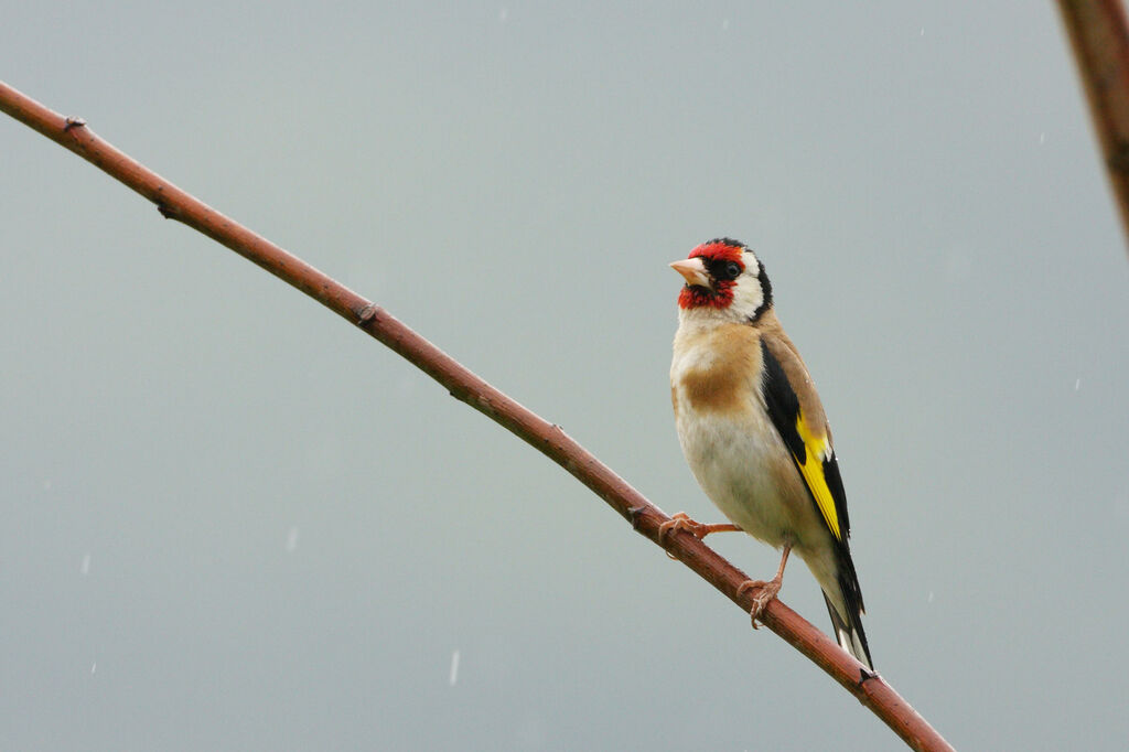 Chardonneret élégant