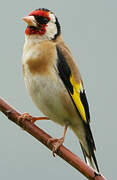 European Goldfinch