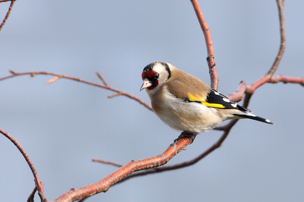 European Goldfinch