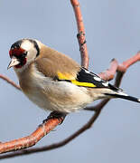 European Goldfinch