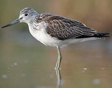 Common Greenshank