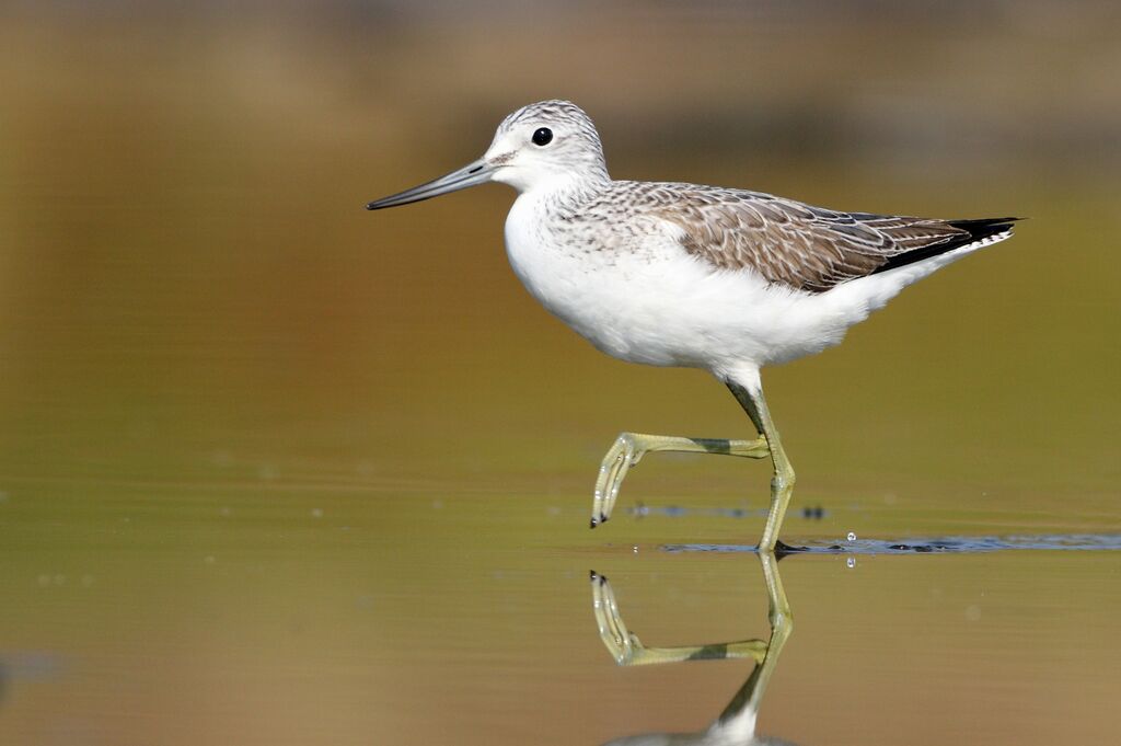 Common Greenshank