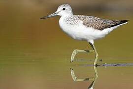 Common Greenshank