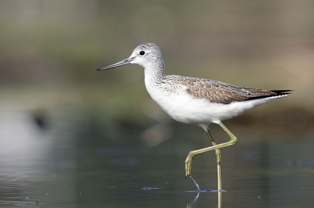 Common Greenshank