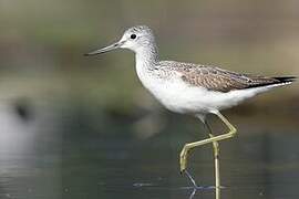 Common Greenshank