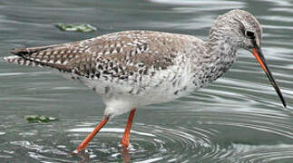 Spotted Redshank