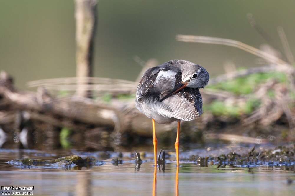 Spotted Redshank, care