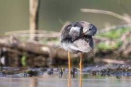 Spotted Redshank