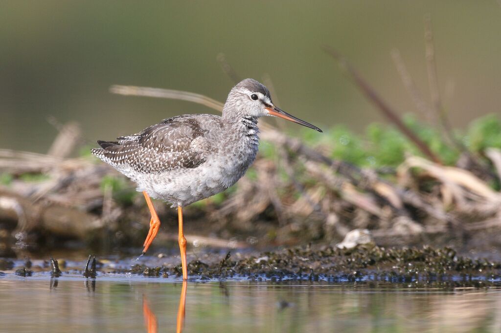 Spotted Redshank