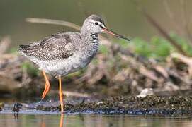 Spotted Redshank