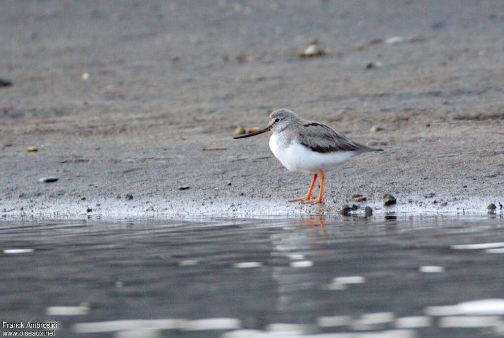 Terek Sandpiperadult breeding, habitat, pigmentation