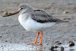 Terek Sandpiper