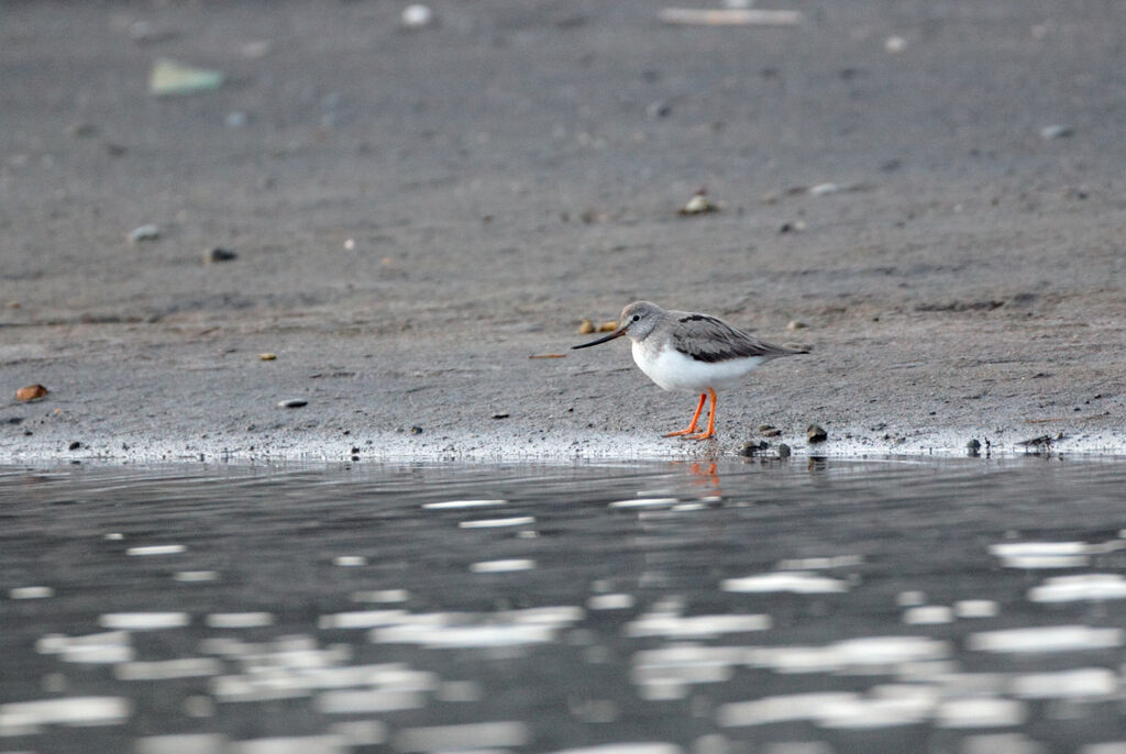 Terek Sandpiperadult breeding, identification