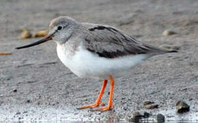 Terek Sandpiper