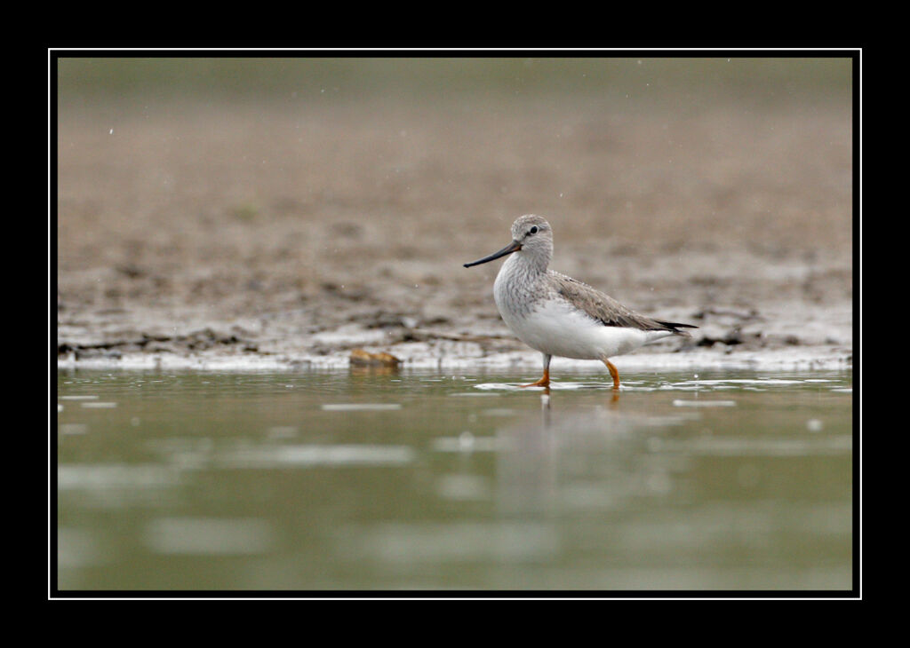 Terek Sandpiperadult breeding