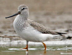 Terek Sandpiper