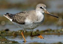 Terek Sandpiper