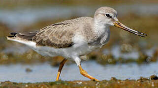 Terek Sandpiper