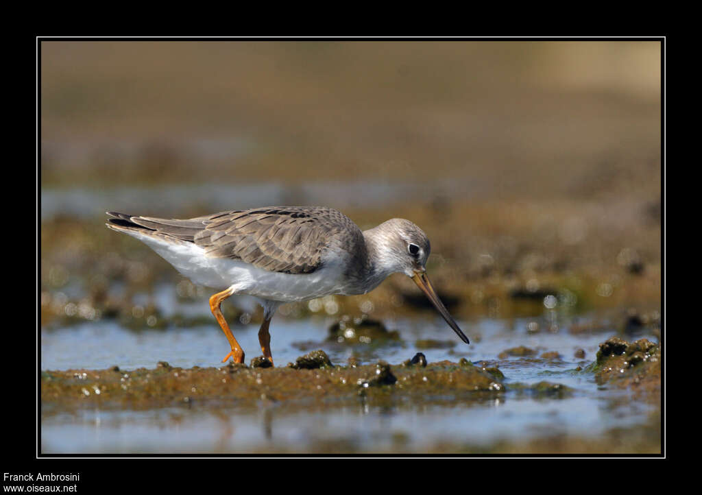 Terek Sandpiperjuvenile, identification