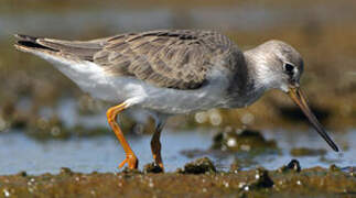 Terek Sandpiper