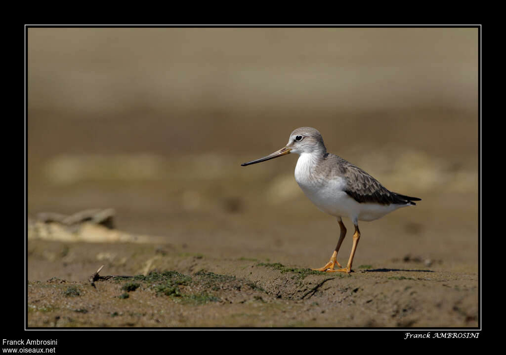 Terek Sandpiperadult post breeding, identification