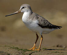 Terek Sandpiper