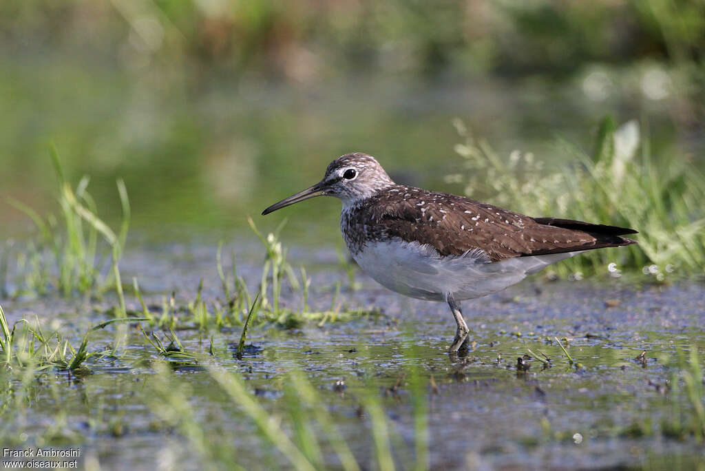 Green Sandpiperadult transition, identification