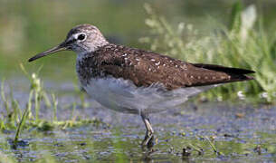 Green Sandpiper