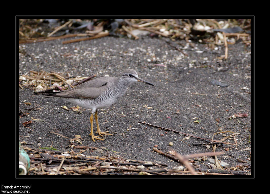 Grey-tailed Tattleradult breeding, identification