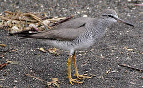 Grey-tailed Tattler