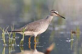 Grey-tailed Tattler