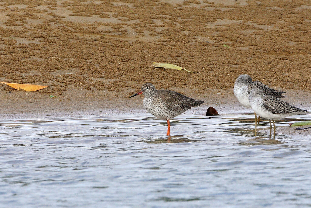 Common Redshankadult