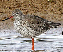 Common Redshank