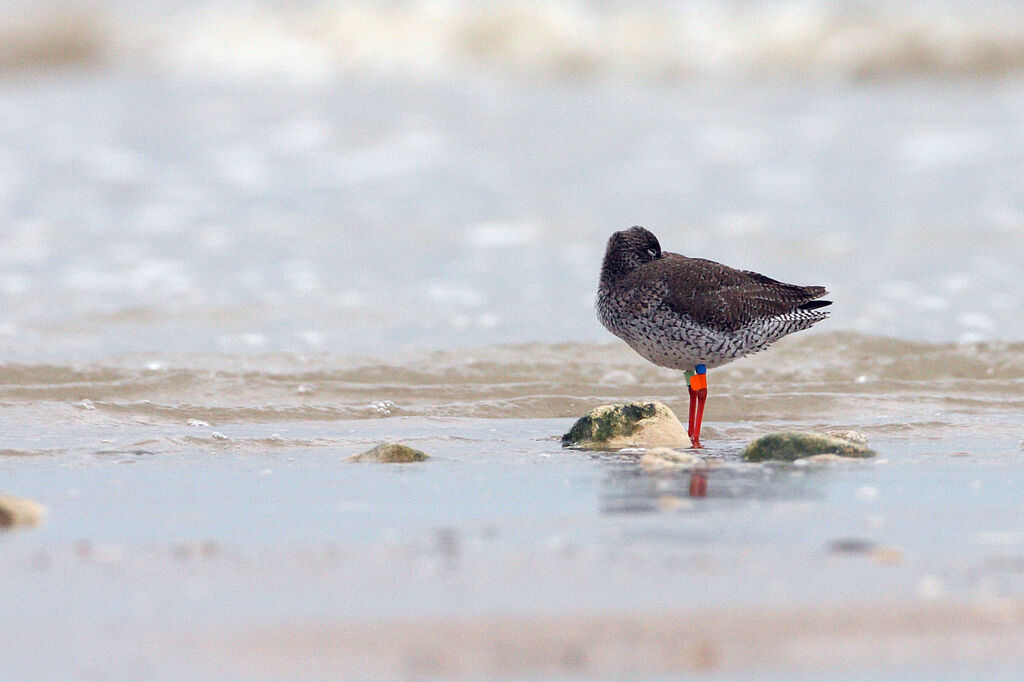 Common Redshank