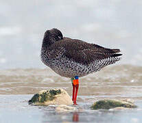 Common Redshank