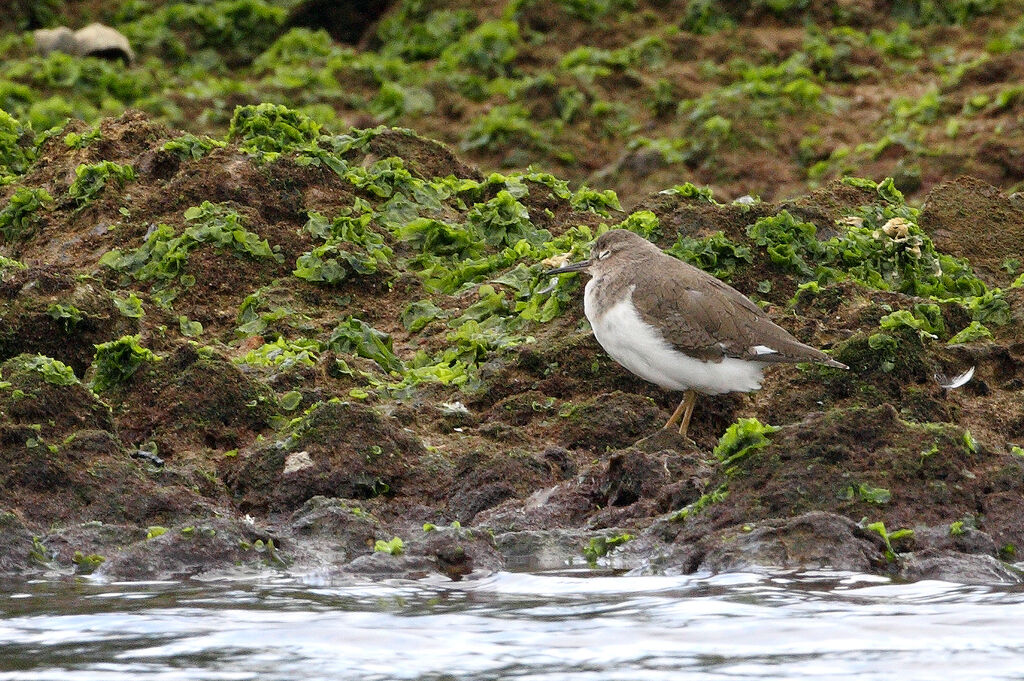 Common Sandpiper