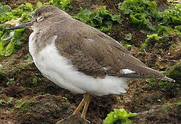 Common Sandpiper