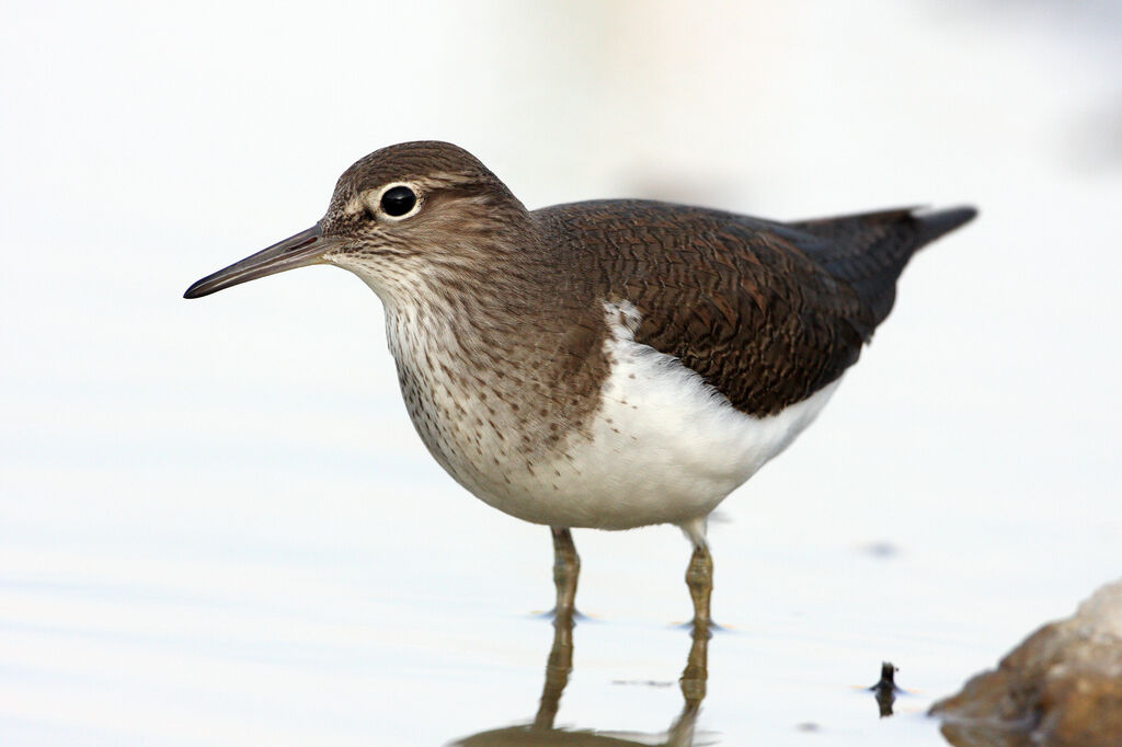 Common Sandpiper